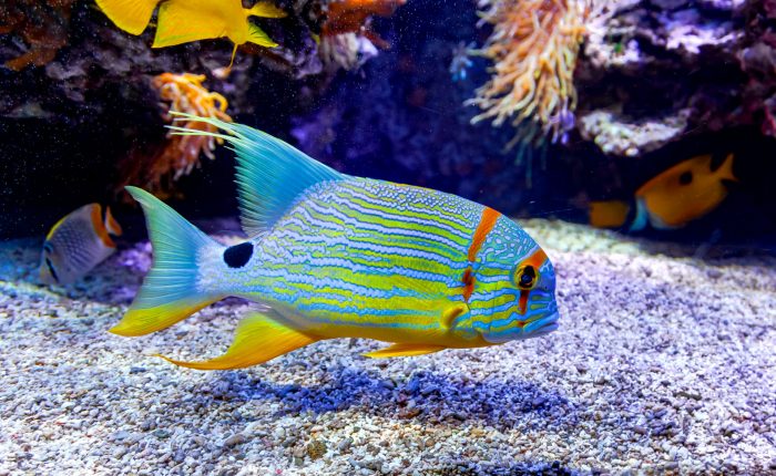 location bus, bus avec chauffeur, car scolaire, Groupe Perraud, voyage scolaire monaco